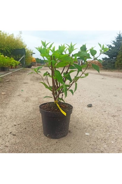 Гортензія волотиста Мохіто в горщику 3 л